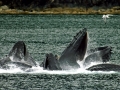 Humpback Whale
