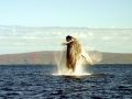Humpback Whale