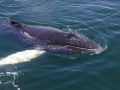Humpback Whale
