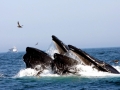 Humpback Whale