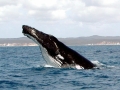 Humpback Whale