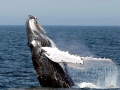 Humpback Whale