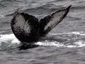 Humpback Whale