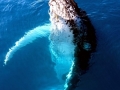 Humpback Whale