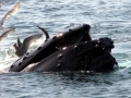 Humpback Whale