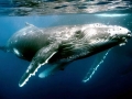 Humpback Whale