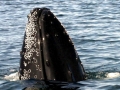 Humpback Whale