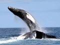 Humpback Whale