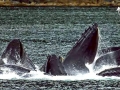 Humpback Whale