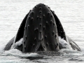 Humpback Whale