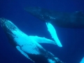 Humpback Whale