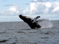 Humpback Whale