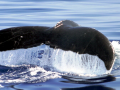 Humpback Whale