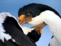 Imperial Shag