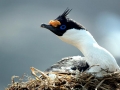 Imperial Shag