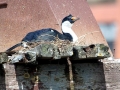 Imperial Shag