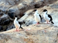 Imperial Shag