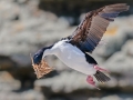 Imperial Shag