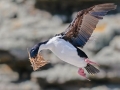 Imperial Shag