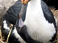 Imperial Shag