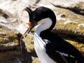 Imperial Shag