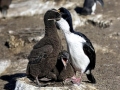 Imperial Shag