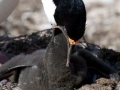Imperial Shag