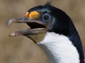 Imperial Shag