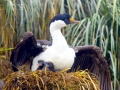 Imperial Shag