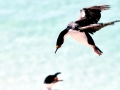 Imperial Shag