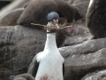 Imperial Shag