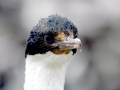 Imperial Shag