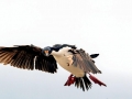 Imperial Shag