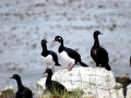 Imperial Shag