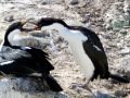 Imperial Shag