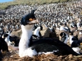 Imperial Shag