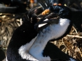 Imperial Shag