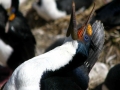 Imperial Shag