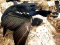 Imperial Shag