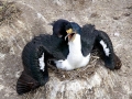 Imperial Shag