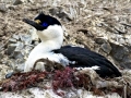 Imperial Shag