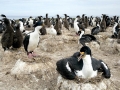 Imperial Shag
