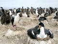 Imperial Shag
