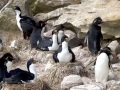 Imperial Shag