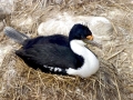 Imperial Shag