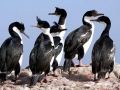 Imperial Shag