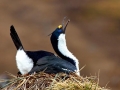 Imperial Shag