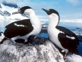 Imperial Shag