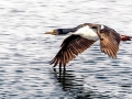 Imperial Shag