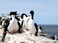 Imperial Shag